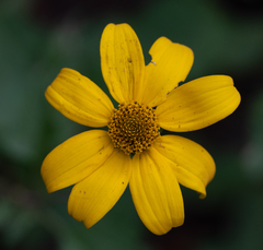 Heliopsis parvifolia