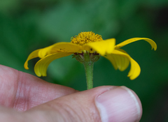Heliopsis parvifolia