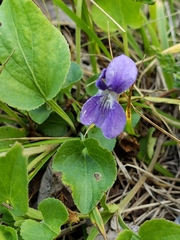 Viola nephrophylla
