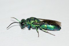 Chrysis cessata