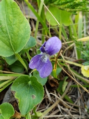 Viola nephrophylla