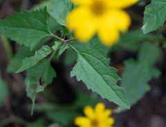 Heliopsis parvifolia