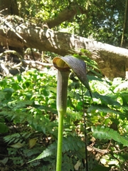 Arisaema filiforme