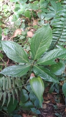 Arisaema filiforme