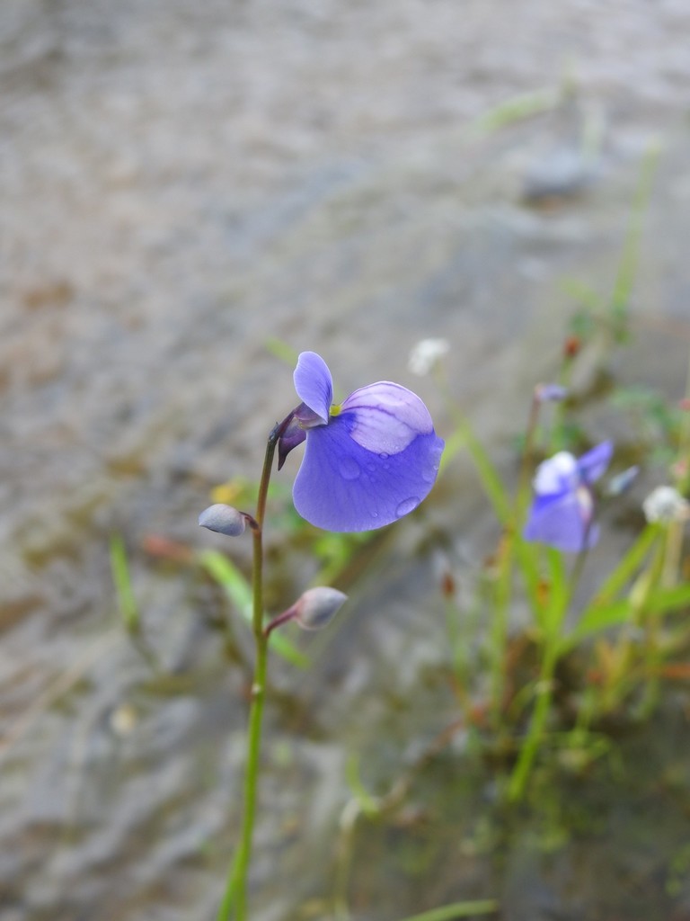 Utricularia cecilii P.Taylor