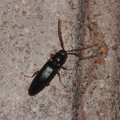 Dicrepidius corvinus