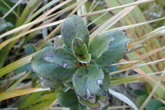 Coprosma serrulata