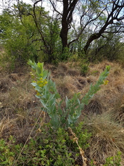 Gomphocarpus glaucophyllus