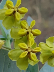 Gomphocarpus glaucophyllus