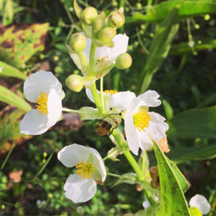Sagittaria brevirostra