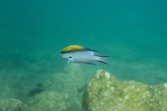 Chromis nitida