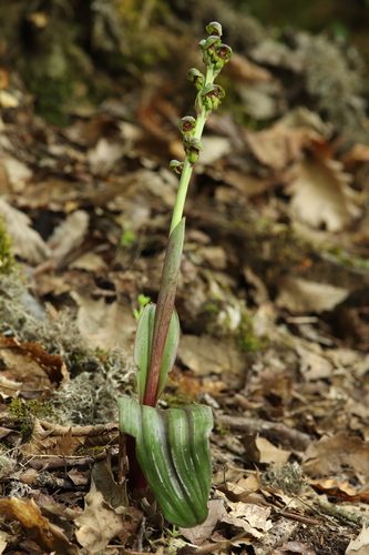Steveniella satyrioides