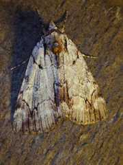 Catocala praeclara