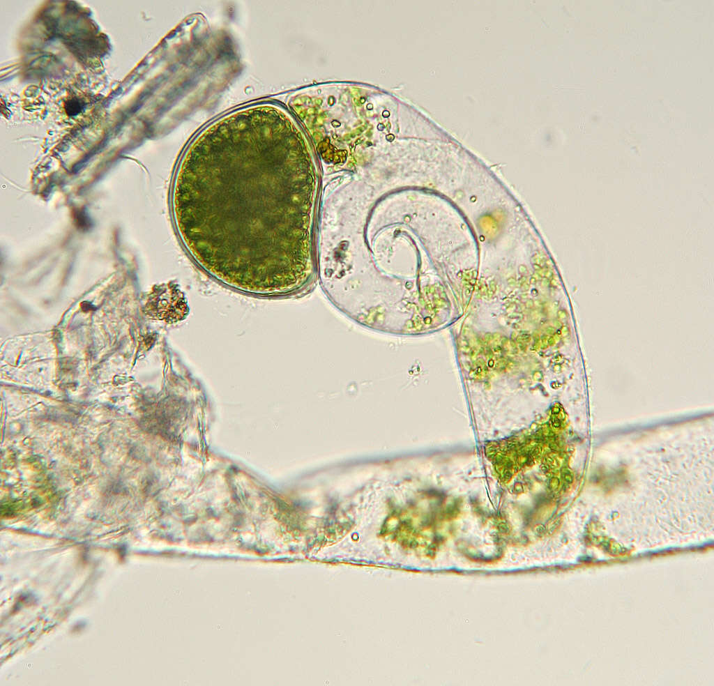 Vaucheria frigida