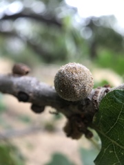 Burnettweldia washingtonensis