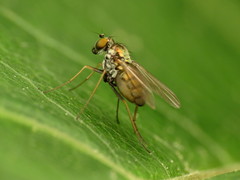 Diaphorinae