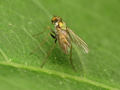 Diaphorinae