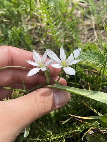 Ornithogalum balansae, photograph 4