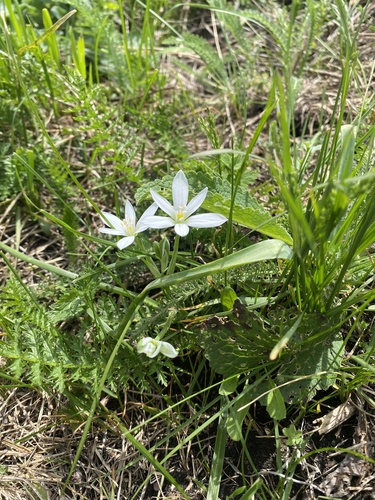 Ornithogalum balansae, photograph 3