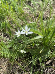 Ornithogalum balansae, photograph (c) Илья Руденко, some rights reserved (CC BY)