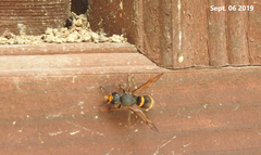 Orancistrocerus drewseni