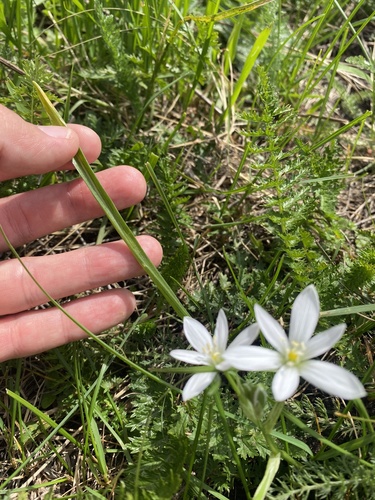 Ornithogalum balansae, photograph 5