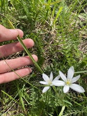 Ornithogalum balansae, photograph (c) Илья Руденко, some rights reserved (CC BY)