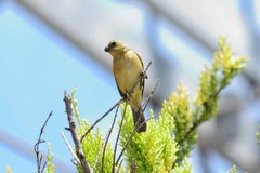 Sporophila torqueola