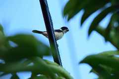 Sporophila torqueola