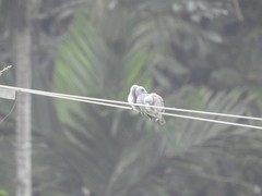 Artamus fuscus