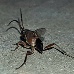 Evaniella semaeoda