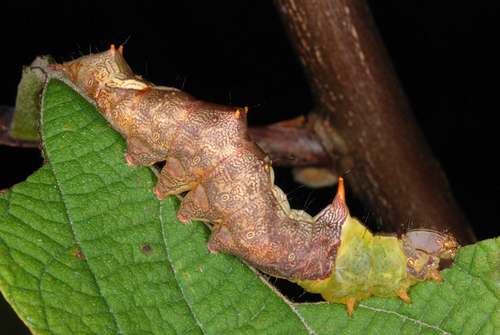 Morning-glory Prominent photo 3