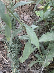 Solidago porteri