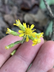 Solidago porteri