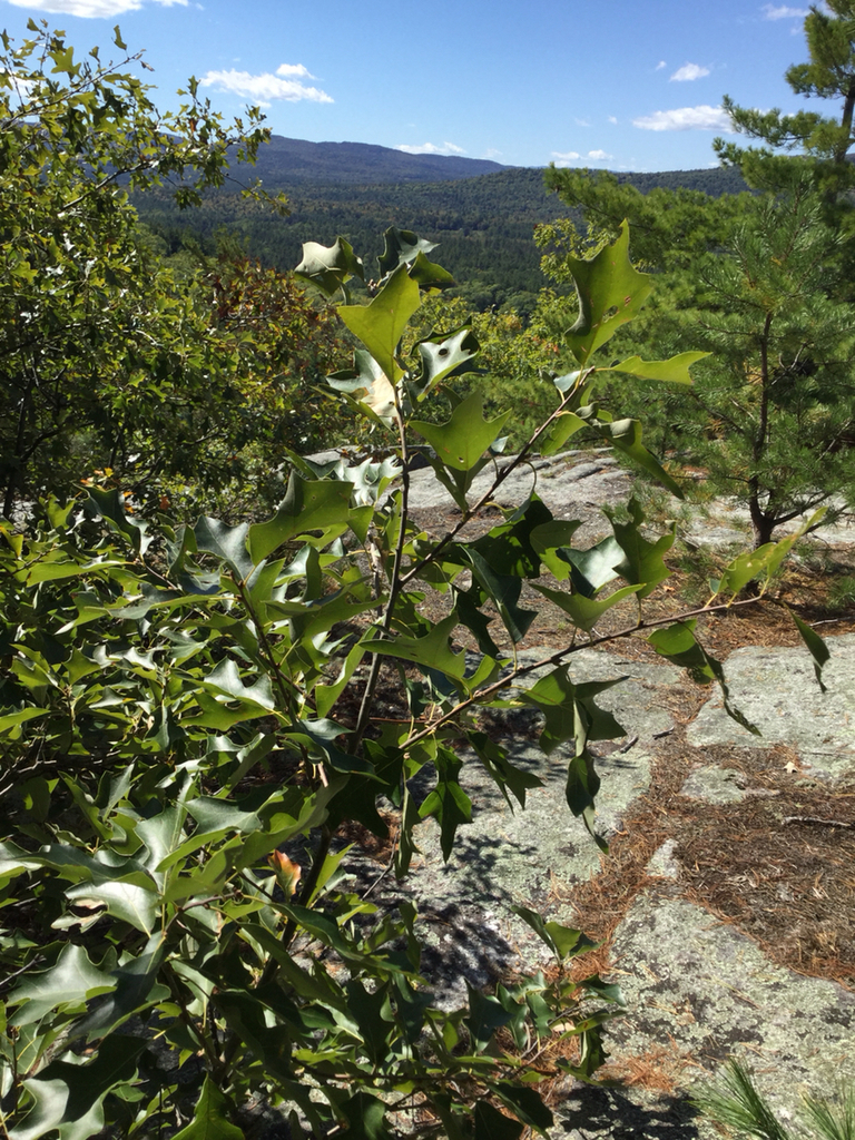 bear oak (EwA Guide to the Plants of the Fells (US)) · iNaturalist