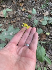 Solidago porteri