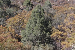 Pinus quadrifolia