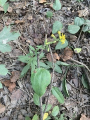 Solidago porteri