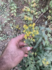 Solidago porteri