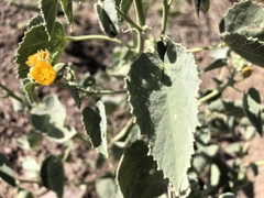 Abutilon malacum