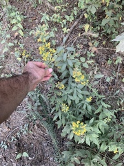 Solidago porteri