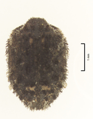 Microchaetes