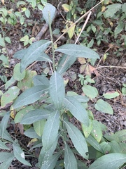 Solidago porteri