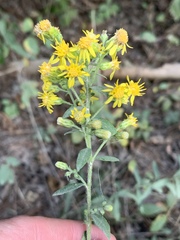 Solidago porteri