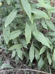 Solidago porteri