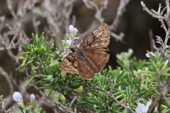 Erynnis tristis tatius