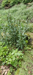 Lysimachia minoricensis, photograph (c) fmunoz, some rights reserved (CC BY)