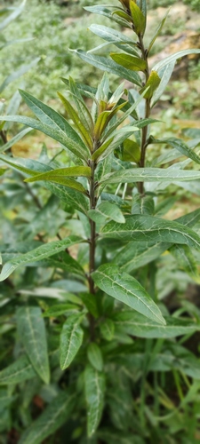 Lysimachia minoricensis, photograph 5