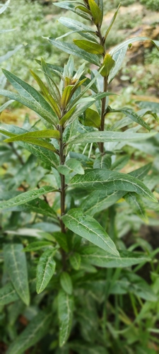 Lysimachia minoricensis