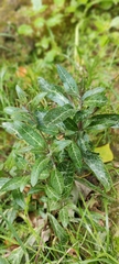 Lysimachia minoricensis, photograph (c) fmunoz, some rights reserved (CC BY)